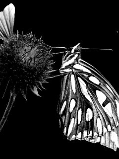 Бабочка на цветке обои