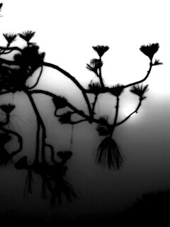 Ленкоранская акация на фоне синего заката обои