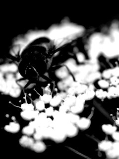 Пчела на нежный белых цветах обои