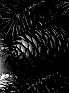 Шишка на елке обои