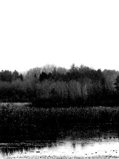 Живописные болота обои