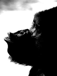 Горилла корчит рожи обои