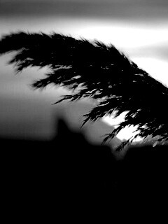 Камыш на закате обои