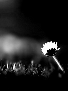 Цветок на траве обои