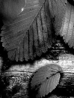 Красиво разложенные листья обои