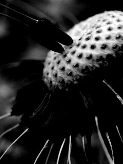 Лысеющий одуванчик обои