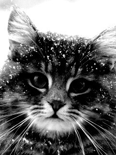 Кот в снегу обои