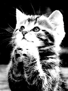 Непередаваемо прелестный котенок сложил лапки обои