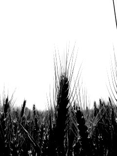Колосья в поле обои