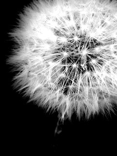 Одуванчик обои