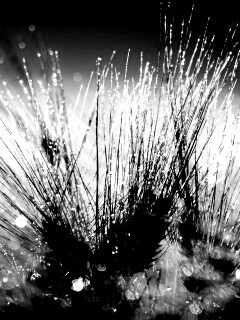 Трава на солнце обои