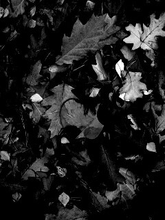 Яблоко в листьях обои