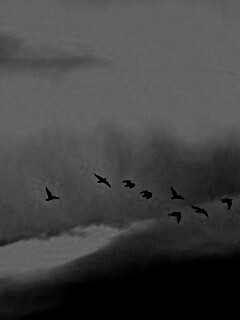 Птицы летят в закатном небе обои