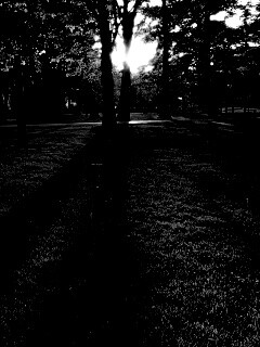 Лучи солнца сквозь листву деревьев обои