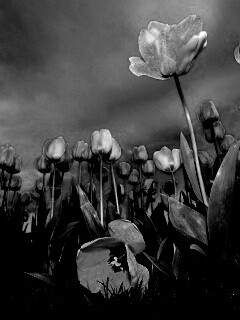 Жёлтые тюльпаны обои