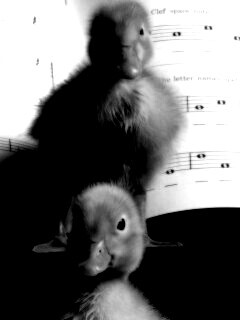 Музыкальные утята обои