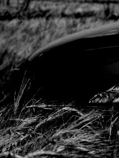 Мазда в пшенице обои