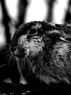 Нахохлившийся заяц-русак обои