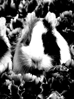 Морские свинки в гвоздиках обои