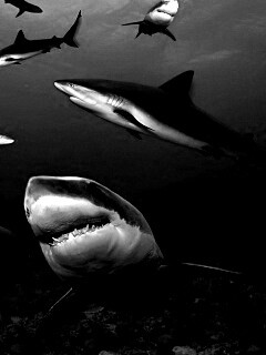 Стая акул обои