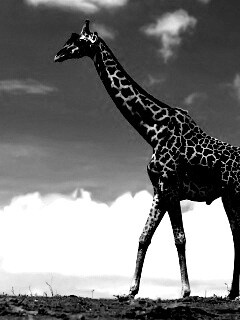 Жираф на прогулке обои