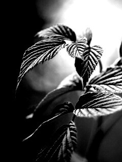 Листья малины обои