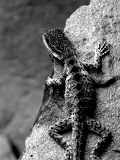 Ящерица на камне обои