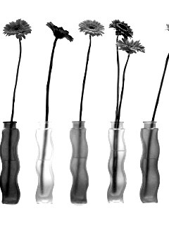 Герберы в изогнутых вазах обои