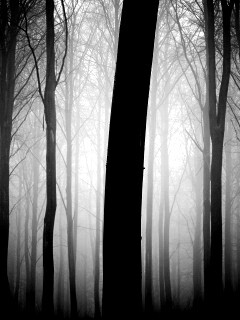 Туман в лесу обои