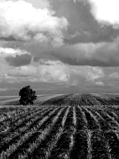 Дерево в поле обои