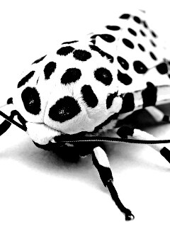 Пятнистая бабочка обои