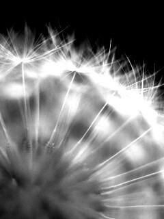 Макро фото одуванчика обои