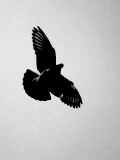 Голубь в полёте обои