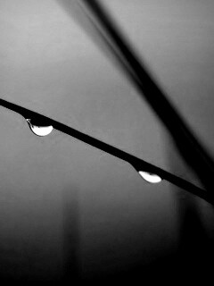 Трава после дождя обои