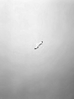 Полет  обои