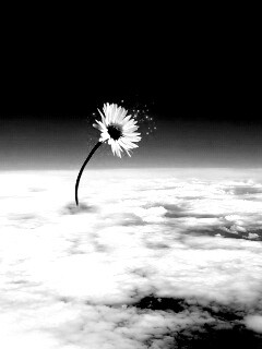 Ромашка в стратосфере обои