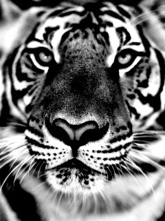 Красавец тигр обои