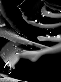 Капли на лепестках розы обои