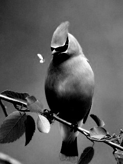 Оранжевая птичка обои