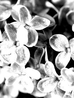 Цветы сирени обои