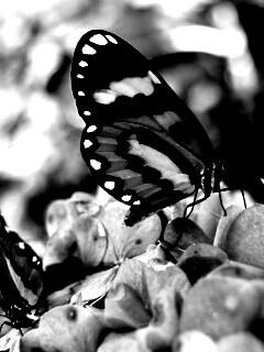 Две бабочки обои