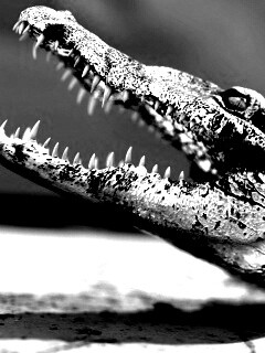 Крокодил разинул пасть обои