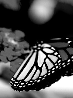 Бабочка на цветке в макро обои