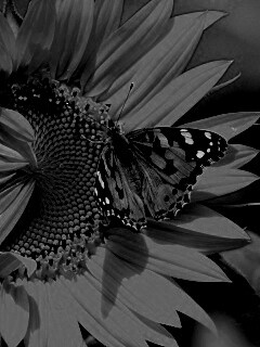 Бабочка на подсолнухе обои