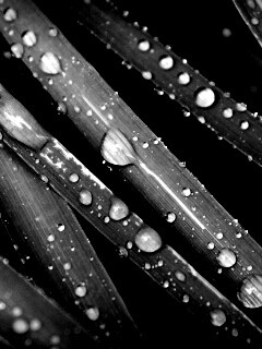 Капли на траве обои