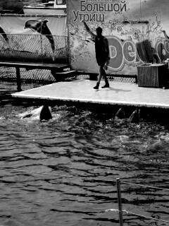 Утро в дельфинарии обои