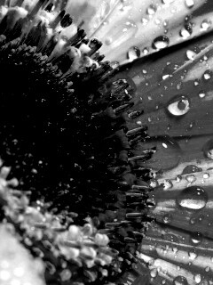 Цветик семицветик обои