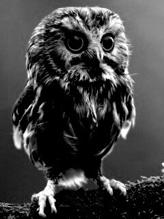 Забавный совёнок обои