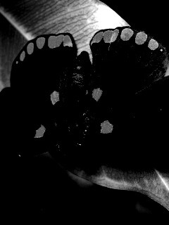 Бабочка на листе обои