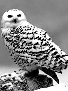 Полярная сова обои